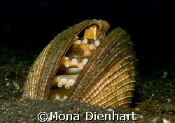 My home is my castle.
This tiny octopus was hiding in th... by Mona Dienhart 